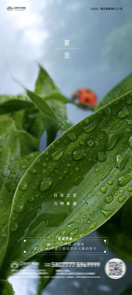 地产夏至节气海报_源文件下载_1080X2400像素-海报房,地产,二十四节气,夏至,叶子,七星瓢虫-作品编号:2021083009444077-志设-zs9.com