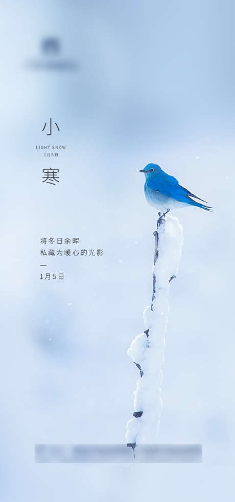 清爽小寒节气海报_源文件下载_PSD格式_1332X2835像素-海报,二十四节气,小寒,冬季,清爽,简约,鸟-作品编号:2022010711122454-志设-zs9.com