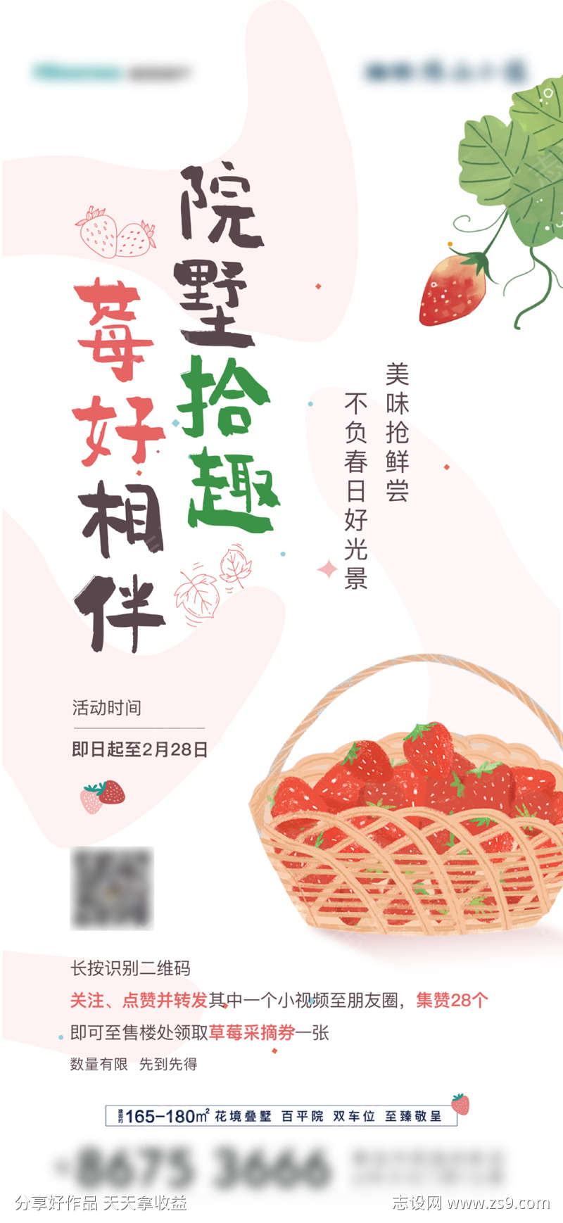 草莓采摘