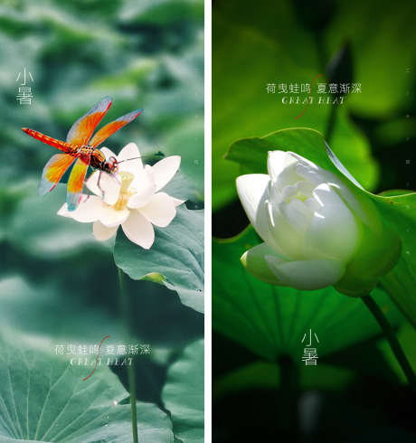 大暑_源文件下载_23,22格式_1526X1624像素-蜻蜓,荷叶,荷花-作品编号:2023032014587685-志设-zs9.com