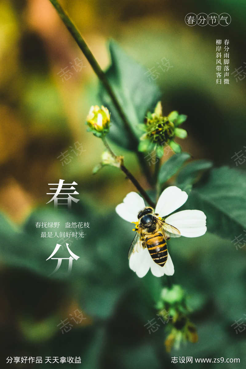 简约创意春分节气海报