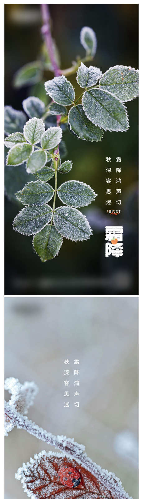 霜降微信海报_源文件下载_AI格式_1200X4953像素-柿子,节气,霜,树叶,霜降,秋天-作品编号:2024041509302875-设计素材-www.shejisc.cn