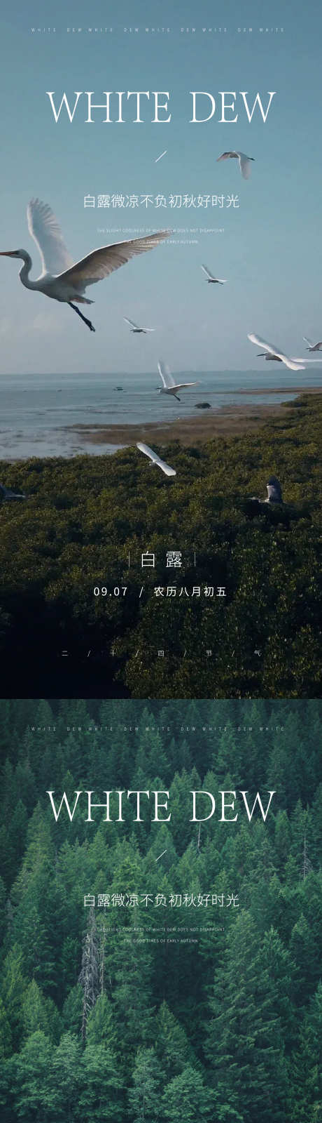 白露节气海报_源文件下载_AI格式_1198X2352像素-露水,背景,创意-作品编号:2024090416361236-志设-zs9.com