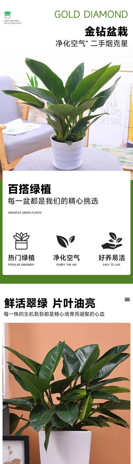 psd大叶金钻详情_源文件下载_23格式_790X9000像素-详情页,电商,盆栽-作品编号:2024121709043146-志设-zs9.com