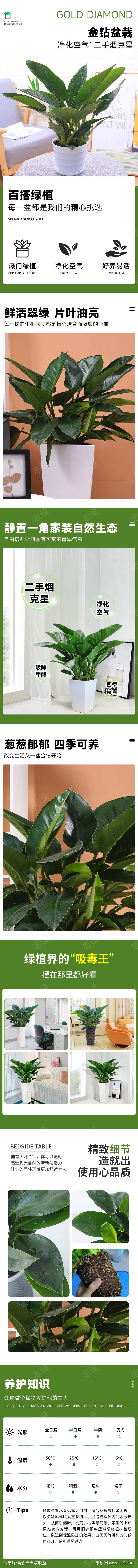 psd大叶金钻详情