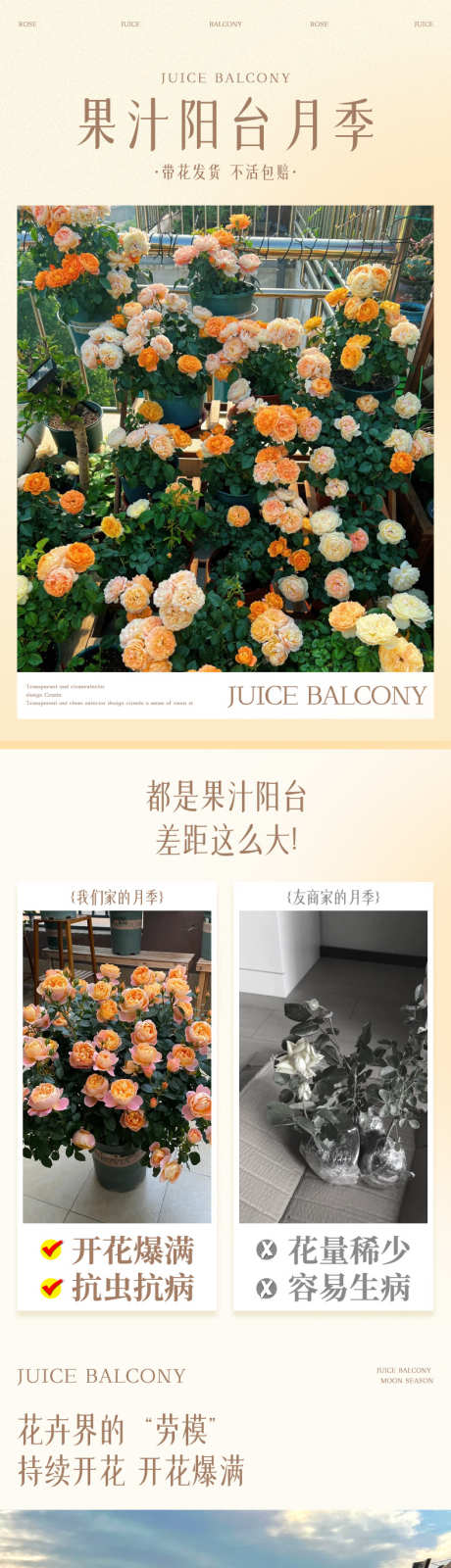 psd果汁阳台月季详情页_源文件下载_23格式_790X13398像素-详情页,绿植,盆栽-作品编号:2024121709162784-志设-zs9.com