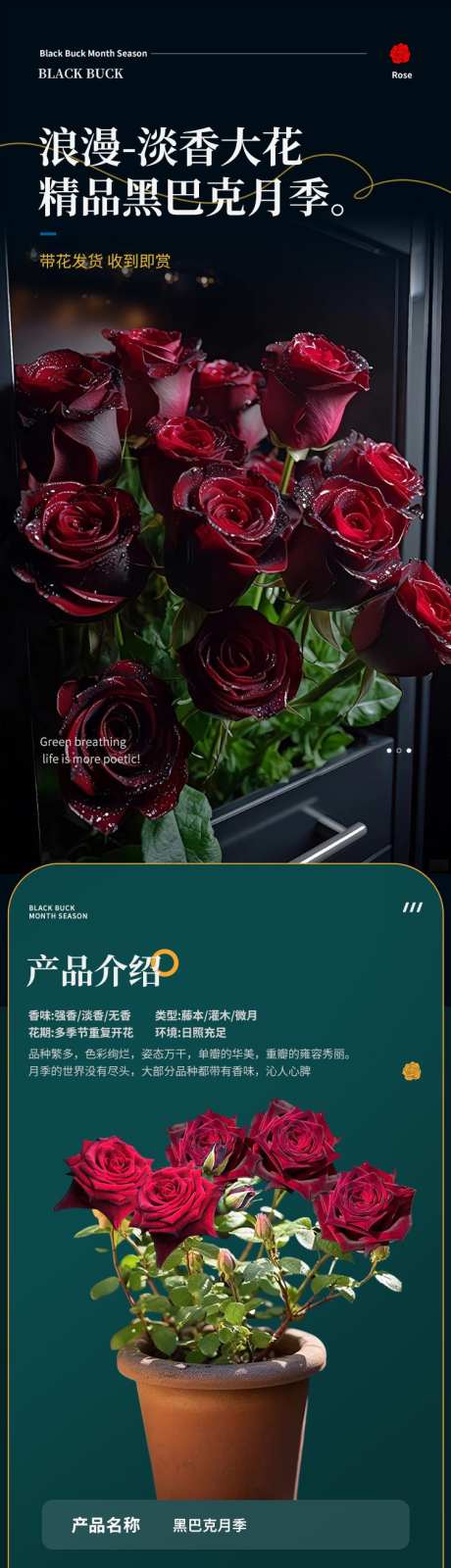 psd玫瑰黑巴克详情页_源文件下载_PSD格式_750X13535像素-绿植,花卉,电商-作品编号:2024121709163502-志设-zs9.com