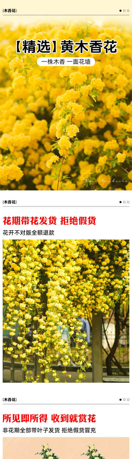 psd黄木香花详情页_源文件下载_PSD格式_790X11758像素-花卉,天猫,淘宝-作品编号:2024121714229042-志’设ˆ网