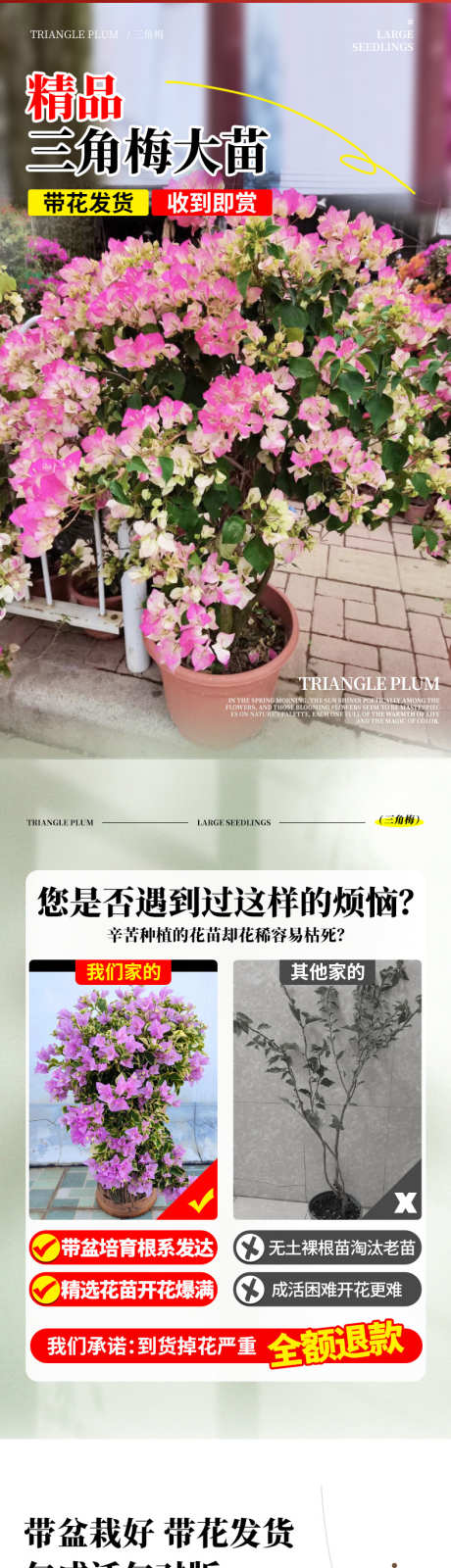 psd三角梅详情页_源文件下载_23格式_790X12635像素-详情页,绿植,花卉-作品编号:2024121813562605-志设-zs9.com