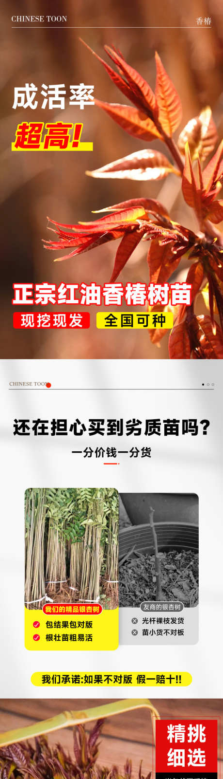psd香椿详情页_源文件下载_PSD格式_790X12656像素-花卉,详情页,香椿-作品编号:2024121915328070-志设-zs9.com