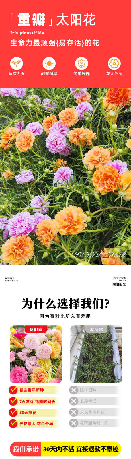 psd重瓣太阳花详情页_源文件下载_PSD格式_790X12929像素-花卉,太阳花,详情页-作品编号:2024121915352679-志设-zs9.com