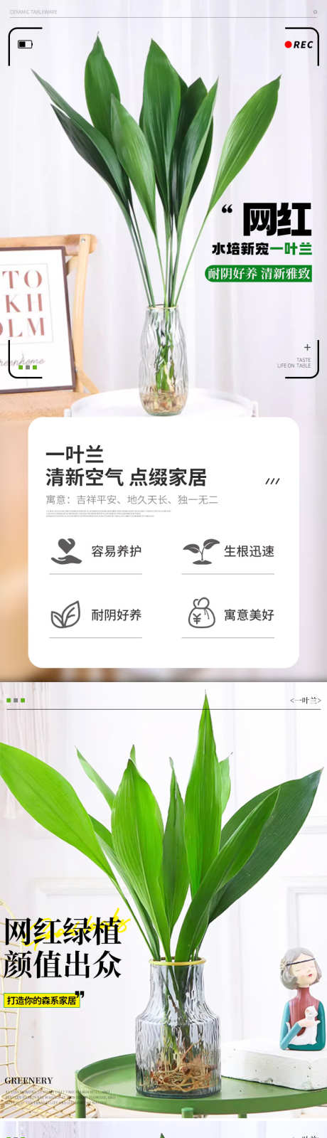 psd一叶兰详情_源文件下载_PSD格式_790X8372像素-绿植,花卉,详情页,淘宝,天猫,psd,一叶兰,详情-作品编号:2024122013252623-志设-zs9.com