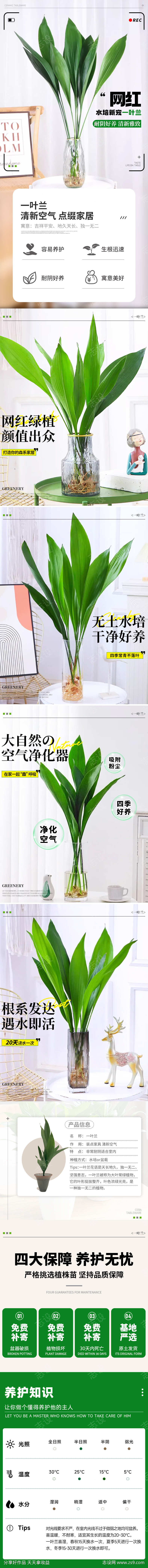 psd一叶兰详情