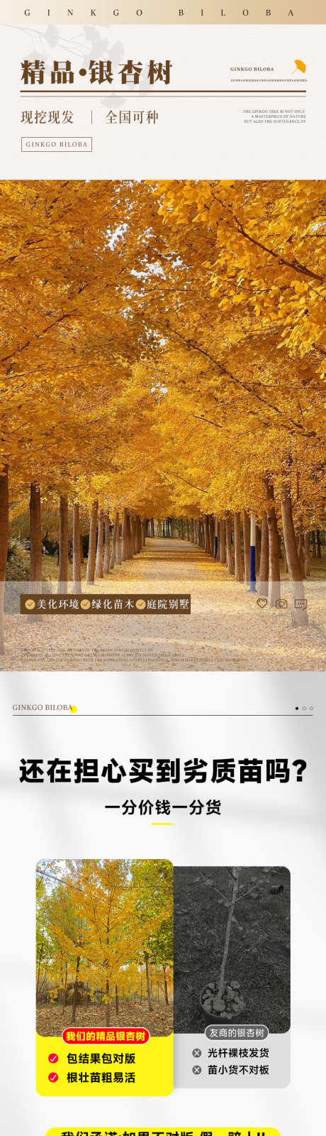 psd银杏树详情页_源文件下载_23格式_790X14297像素-绿植,花卉,详情页-作品编号:2024122013253417-志设-zs9.com