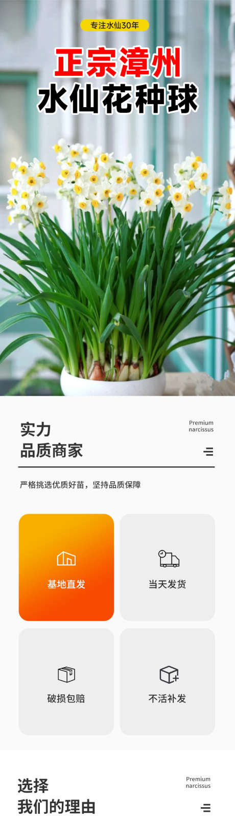 绿植花卉水仙详情页_源文件下载_23格式_790X9370像素-花卉,详情页,水仙花-作品编号:2024122509493958-志设-zs9.com