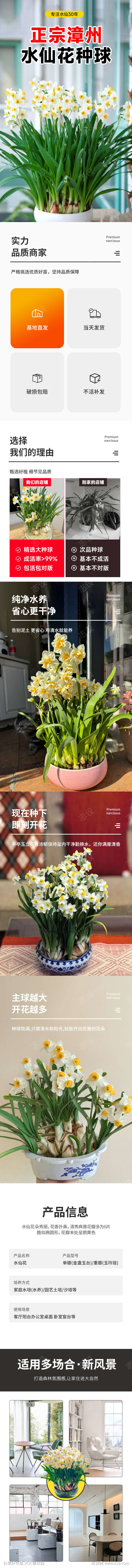 绿植花卉水仙详情页