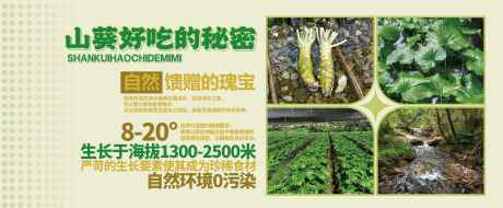 山葵展板海报软膜灯箱_源文件下载_PSD格式_4724X1955像素-好处,营养,价值-作品编号:2025011513158816-志设-zs9.com