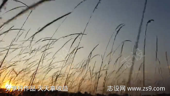 芦苇自然落日黄昏日落美景风景