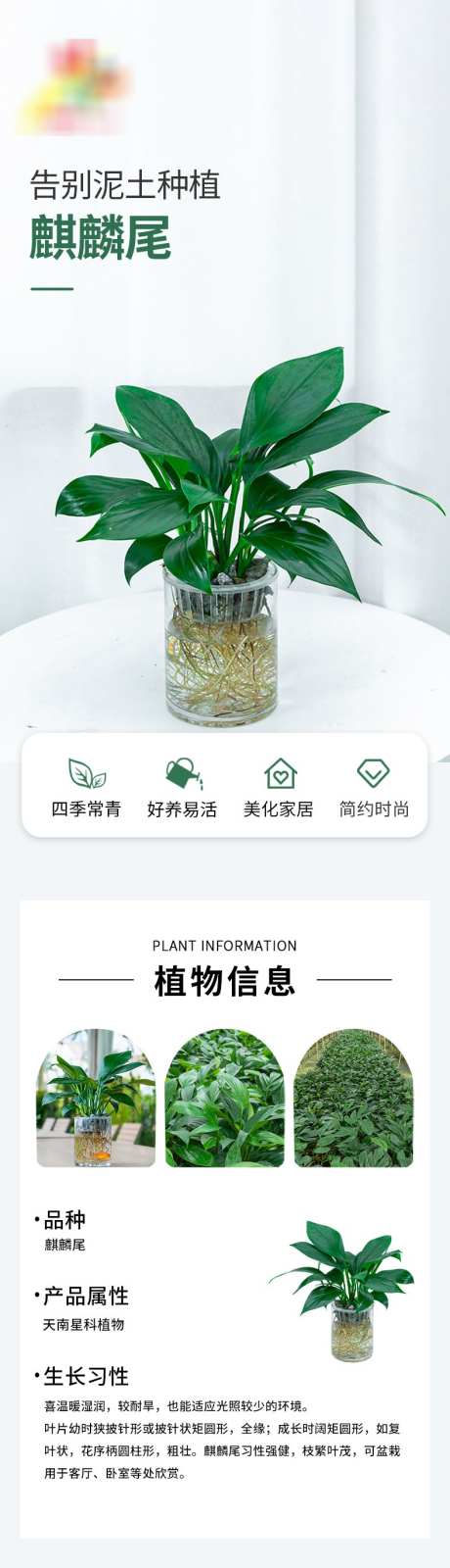 水培详情页长图_源文件下载_PSD格式_790X14774像素-电商,详情页,绿植-作品编号:2025020510166645-志设-zs9.com