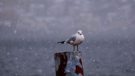 雪天海边海鸥_视频素材下载_MP4格式_2317X1305像素-大雪,小雪,大海-作品编号:2025021016169145-志设-zs9.com