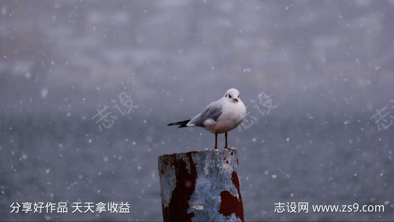 雪天海边海鸥