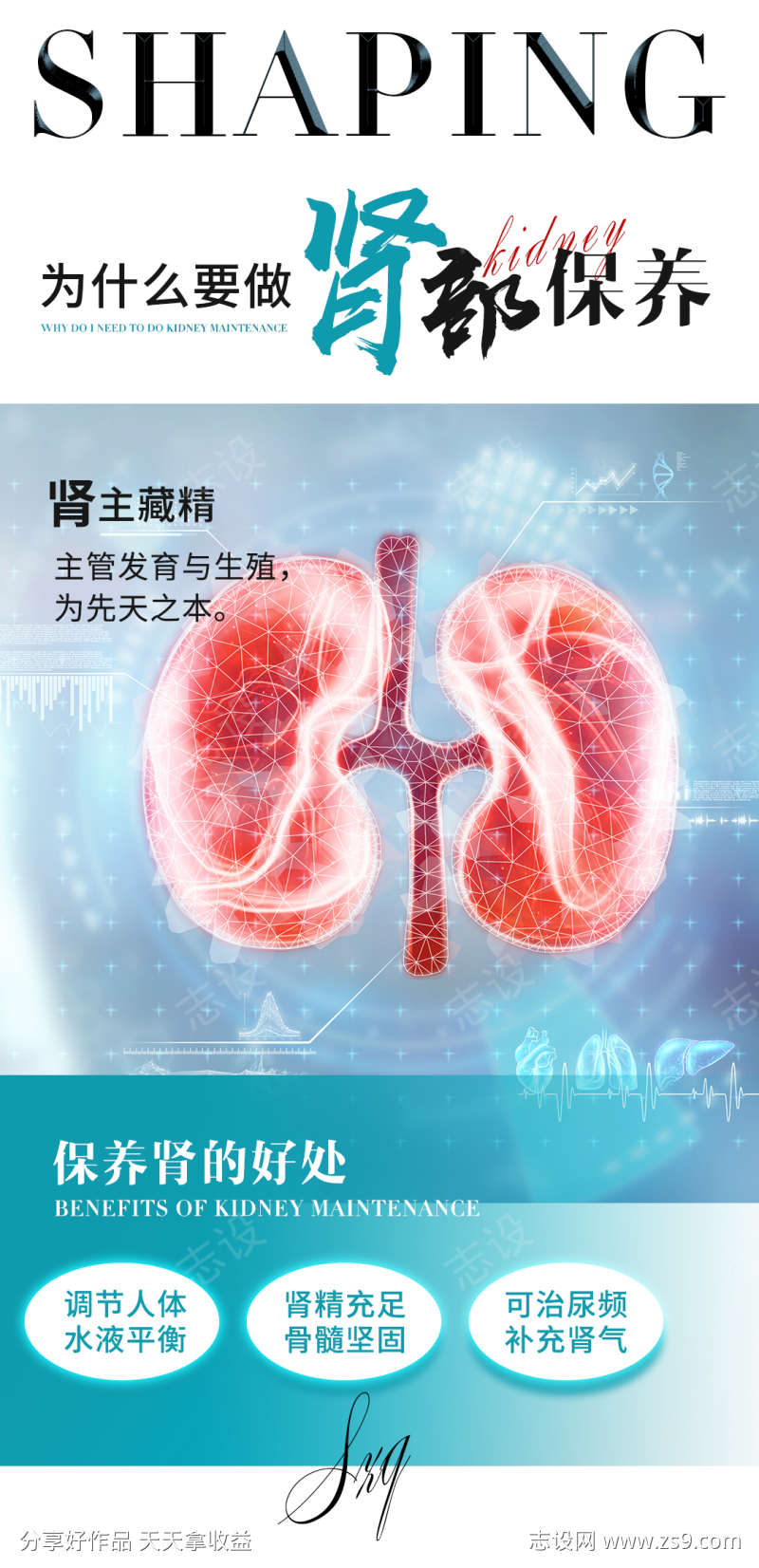 肾部保养海报