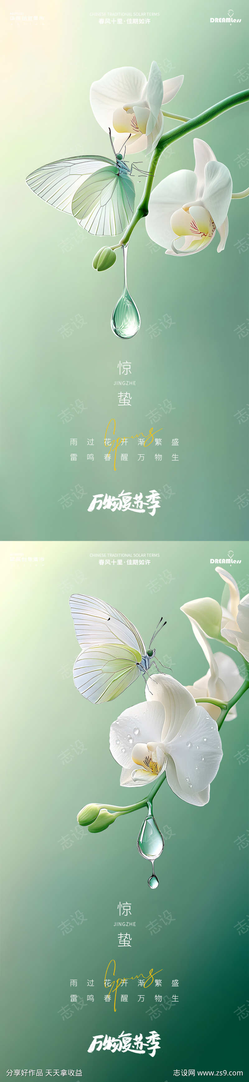 惊蛰蝴蝶兰昆虫摄影简约质感海报