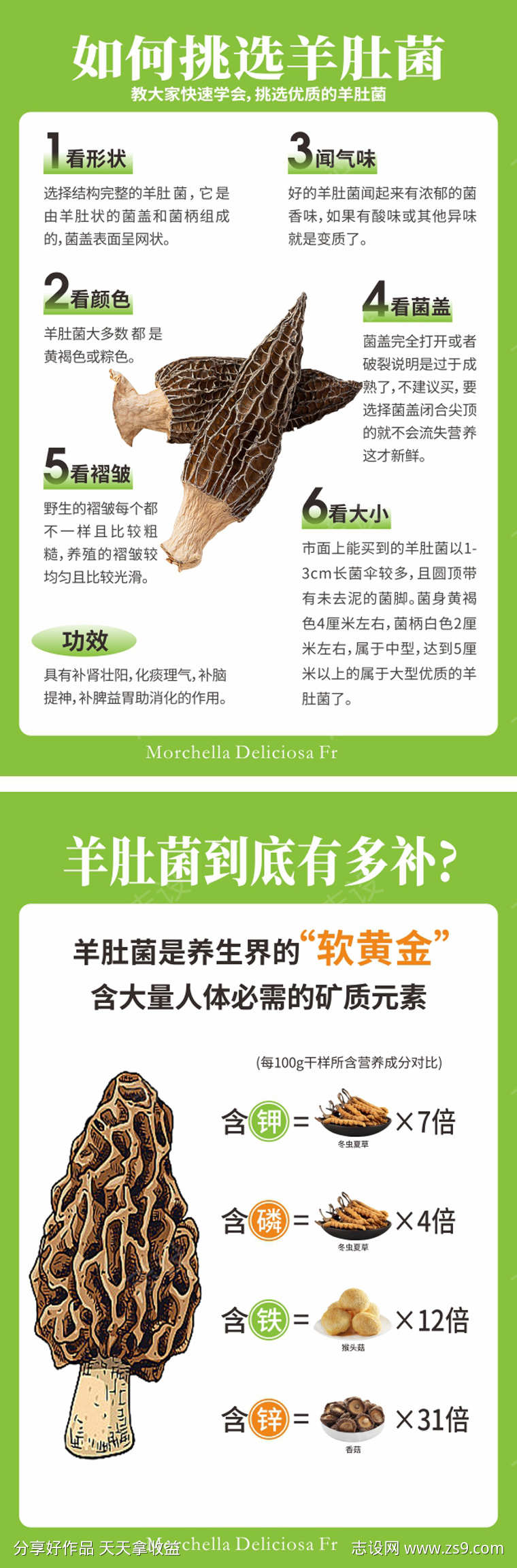 羊肚菌营养成分知识展板