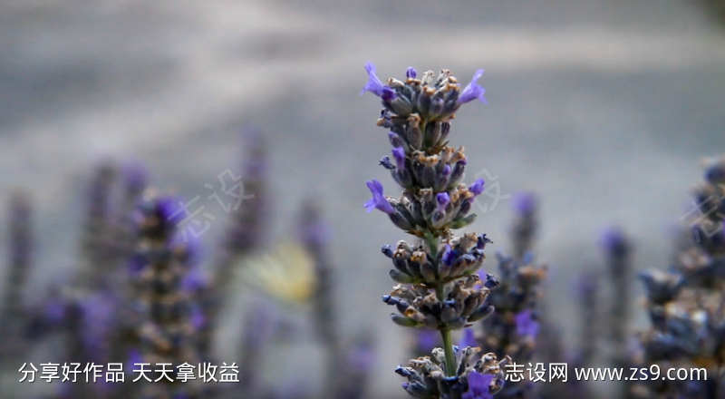 随风摆动的熏衣草