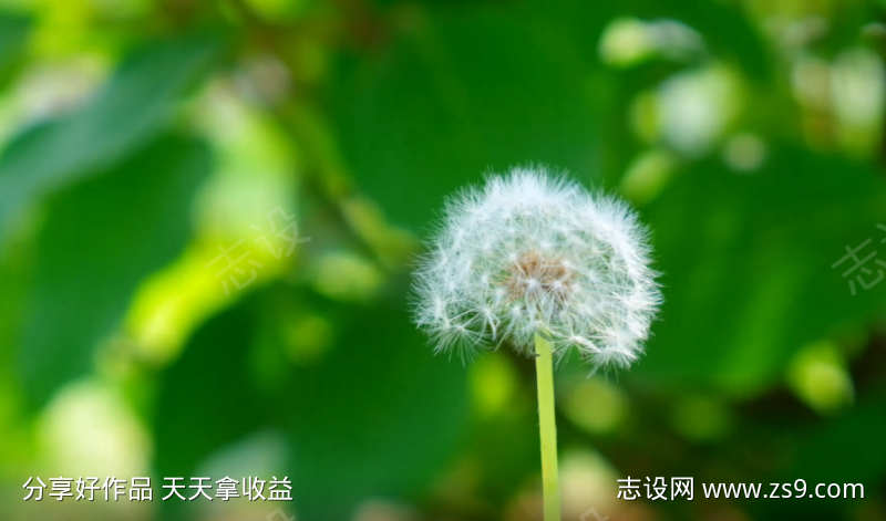 唯美小清新视频蒲公英