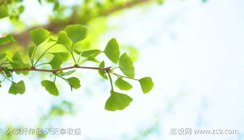 唯美小清新视频