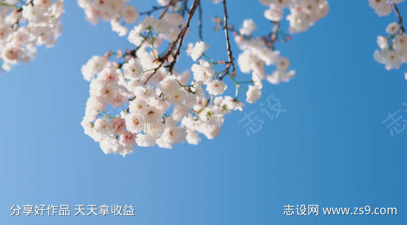 唯美小清新视频