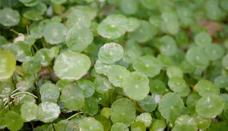 唯美小清新视频_视频素材下载_MP4格式_3840X2160像素-清新,树叶,视频-作品编号:2025031417007310-志设-zs9.com