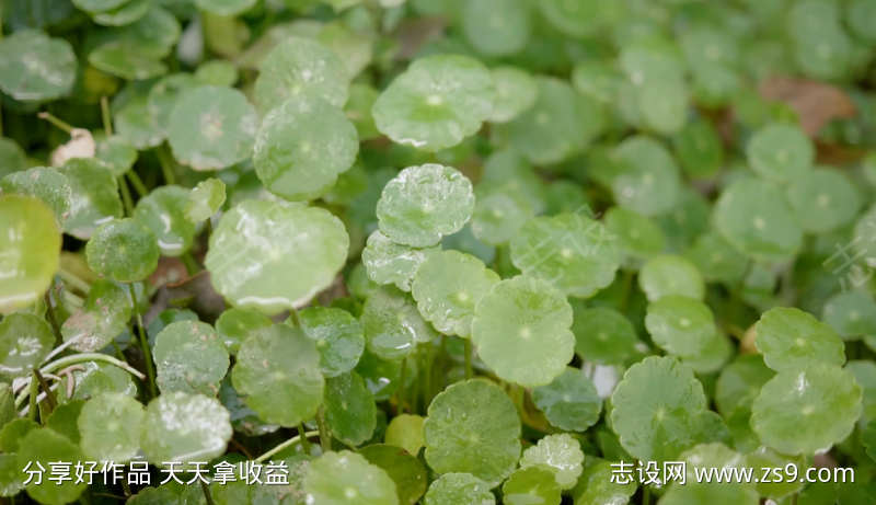 唯美小清新视频