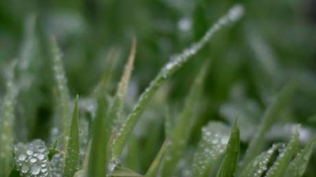 唯美小清新视频绿色_视频素材下载_MP4格式_3840X2160像素-绿色,唯美,小清新-作品编号:2025031714278507-志设-zs9.com