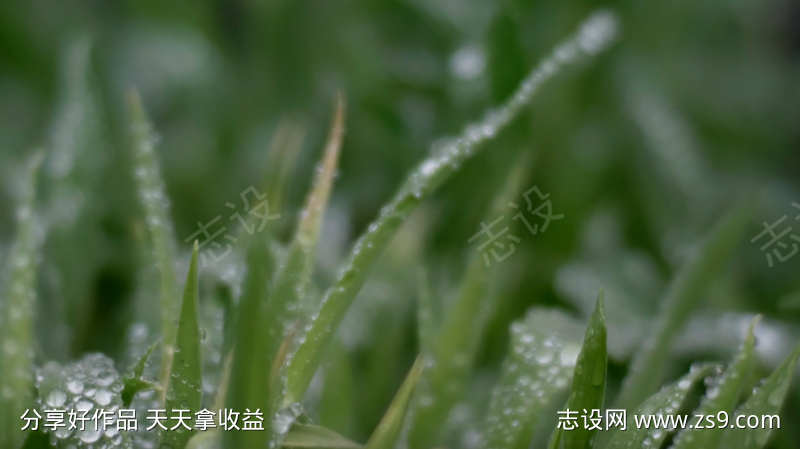 唯美小清新视频绿色