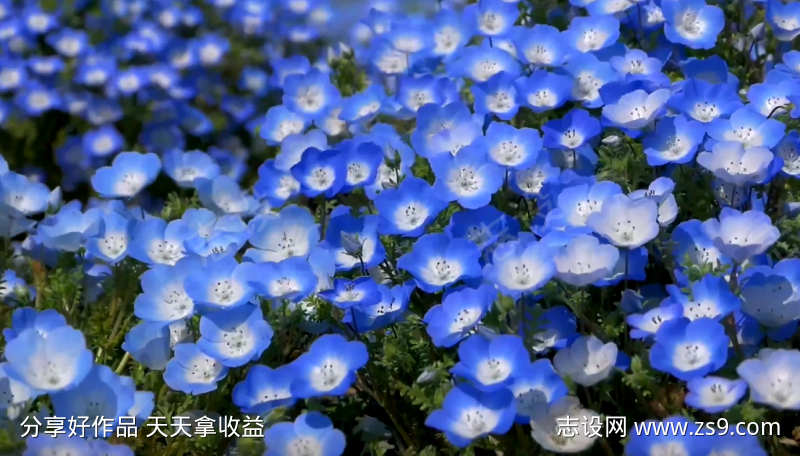 唯美小清新视频蓝色小花