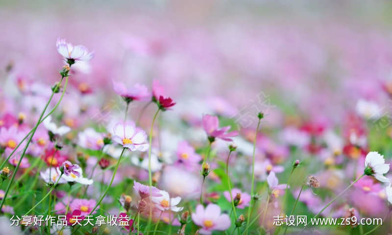 唯美小清新视频粉色小花