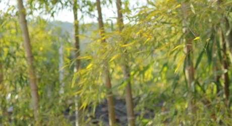 唯美小清新视频竹子_视频素材下载_MP4格式_4096X2160像素-唯美,小清新,蓝天-作品编号:2025031714179911-志设-zs9.com
