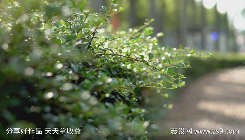 唯美小清新视频