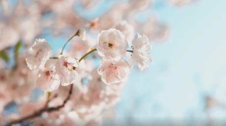 小清新视频粉色樱花_视频素材下载_MP4格式_3840X2160像素-樱花,粉色,视频-作品编号:2025031415325026-志设-zs9.com