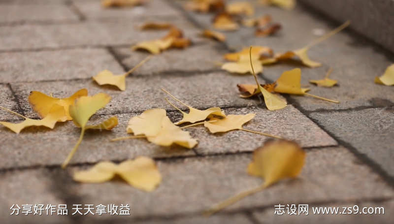 小清新视频落叶
