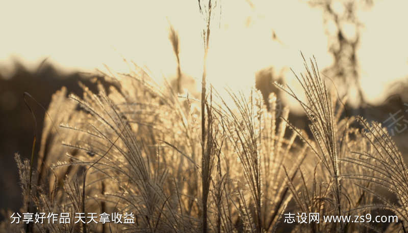 小清新视频芦苇荡
