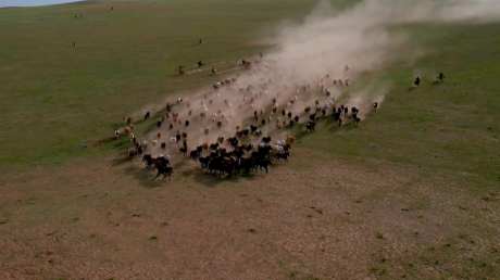 草原策马奔腾_视频素材下载_MP4格式_1920X1080像素-河,视频,草-作品编号:2025031810469068-志˯设ˌ网