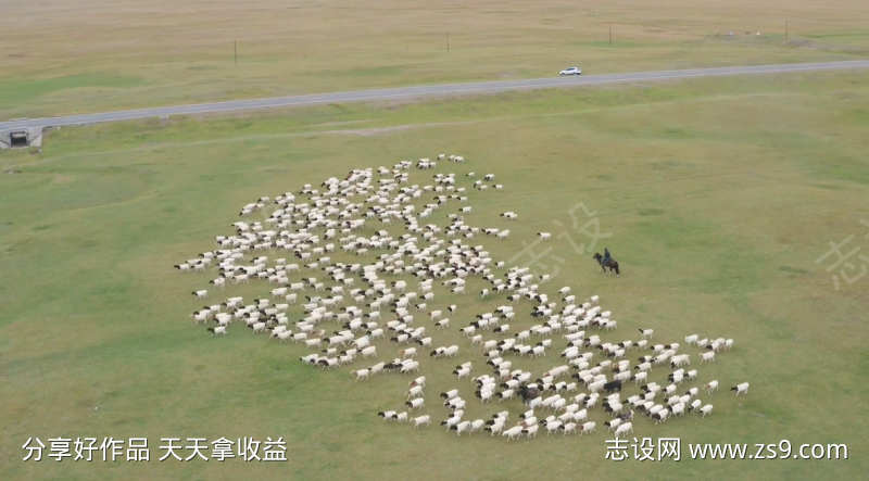 草原牛群风景视频素材