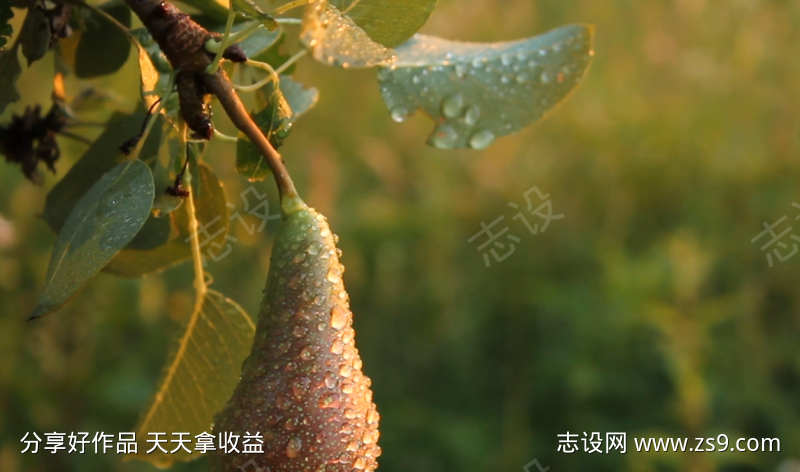 清晨阳光下露珠盛开的熟梨