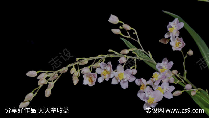 兰花绽放的延时摄影