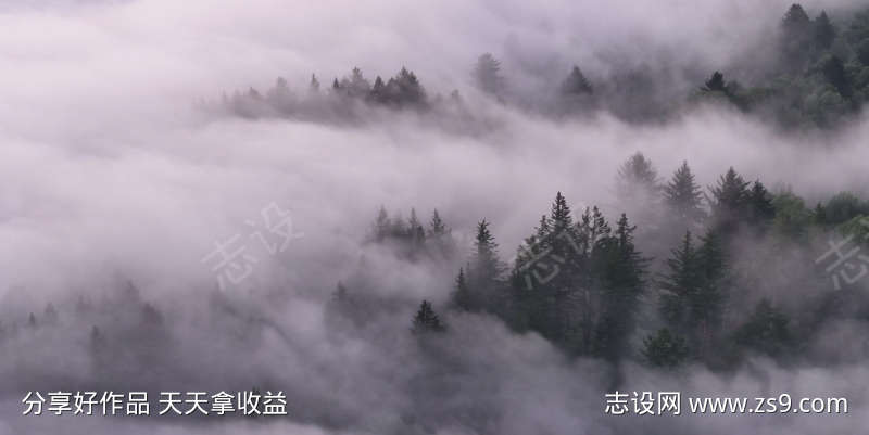 雾气笼罩的广袤森林