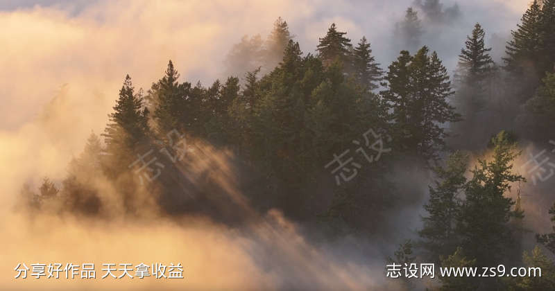 航拍雾气笼罩的森林一角