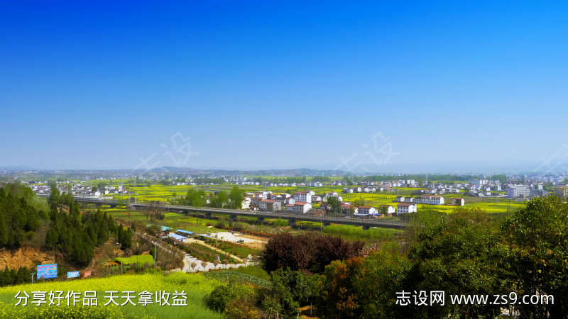 油菜花实拍
